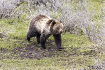Grizzly Bear May 2025